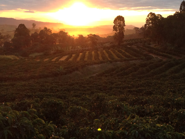Fazenda Morro Azul Brazil