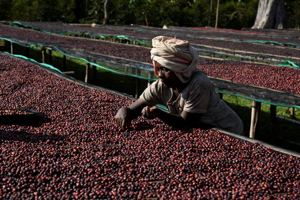 Shantawene Fully Washed - Ethiopia - Stockholm Roast