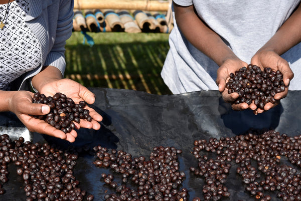 Shantawene Fully Washed - Ethiopia - Stockholm Roast