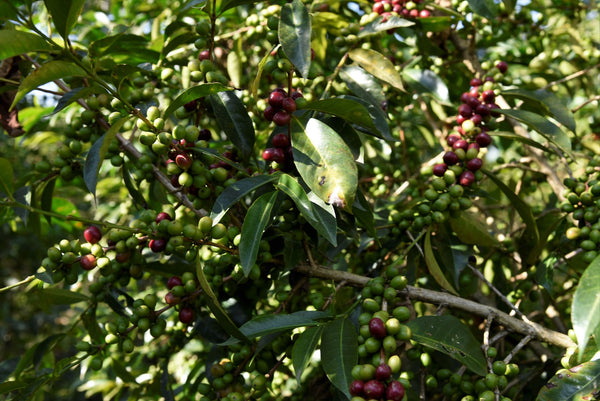 Shantawene Fully Washed - Ethiopia - Stockholm Roast