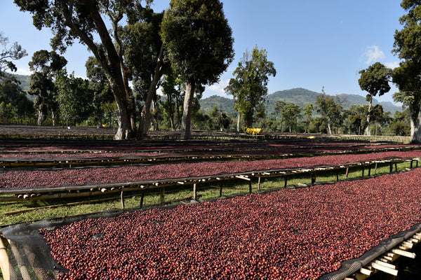 Shantawene Fully Washed - Ethiopia - Stockholm Roast