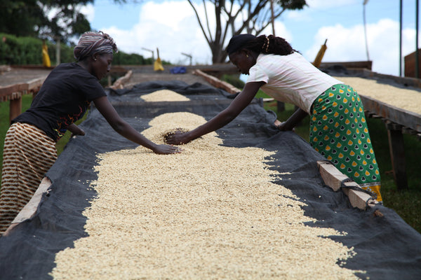 Oreti AA Microlot Kenya - Stockholm Roast