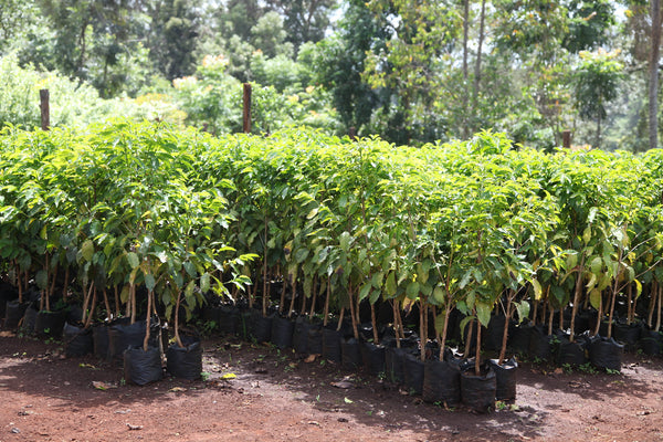 Oreti AA Microlot Kenya - Stockholm Roast