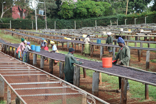 Oreti AA Microlot Kenya - Stockholm Roast