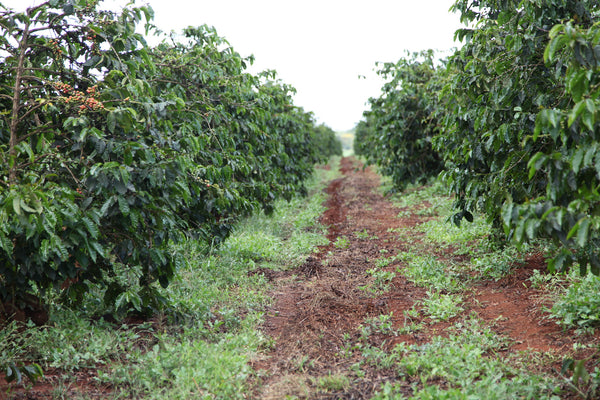 Oreti AA Microlot Kenya - Stockholm Roast